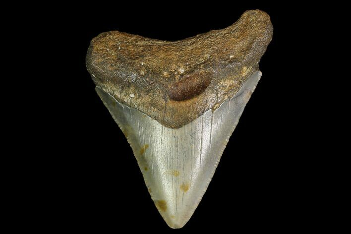 Fossil Megalodon Tooth - North Carolina #130077